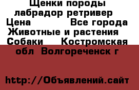 Щенки породы лабрадор ретривер › Цена ­ 8 000 - Все города Животные и растения » Собаки   . Костромская обл.,Волгореченск г.
